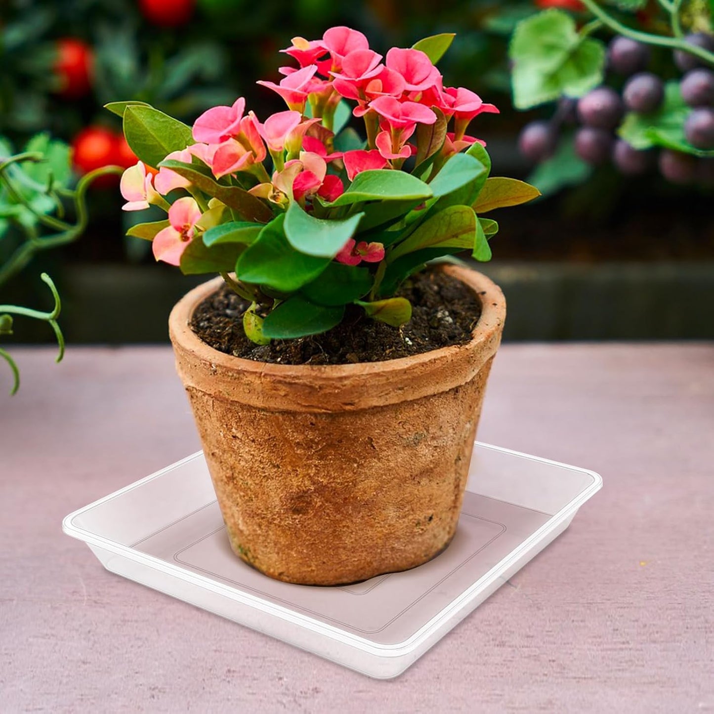 TAQIXI 6 Pack Square Clear Plant Saucer
